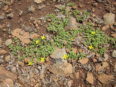 Portulaca quadrifida