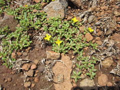 Portulaca quadrifida