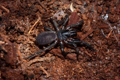 Chenistonia maculata