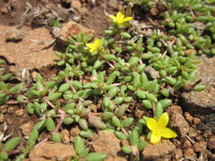 Portulaca quadrifida