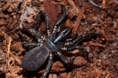 Chenistonia maculata