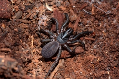 Chenistonia maculata