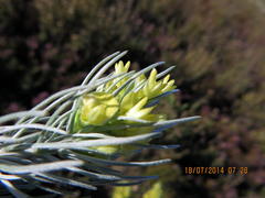 Aspalathus florifera