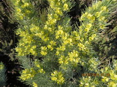 Aspalathus florifera