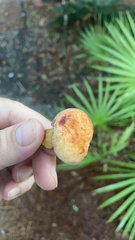 Suillus salmonicolor