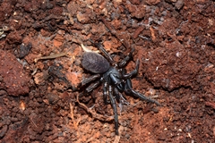 Chenistonia maculata