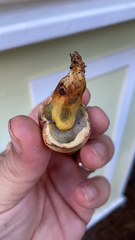 Suillus salmonicolor