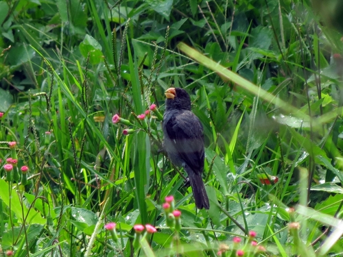 Grey Seedeater (Sporophila intermedia), photo 3
