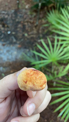 Suillus salmonicolor