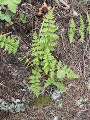 Cystopteris reevesiana