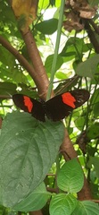 Heliconius erato hydara