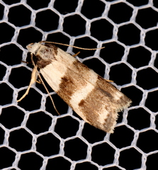 Eulechria triferella