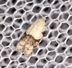 Tracholena sulfurosa