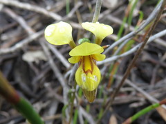 Diuris concinna
