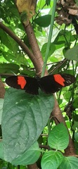 Heliconius erato hydara