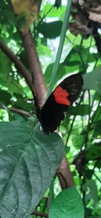 Heliconius erato hydara