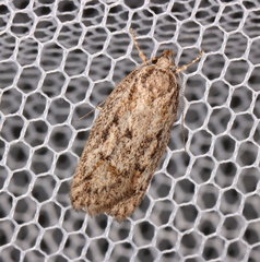 Acantholena siccella