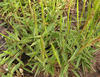 Red-Topped Signal Grass - Photo (c) Sally Adam, some rights reserved (CC BY-NC), uploaded by Sally Adam