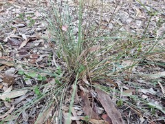 Lomandra ramosissima