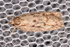 Acantholena siccella
