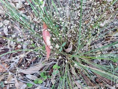 Lomandra ramosissima