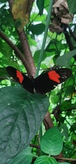 Heliconius erato hydara