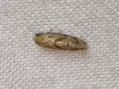 Platphalonidia