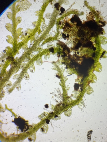 Fuscocephaloziopsis