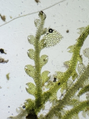 Fuscocephaloziopsis lunulifolia
