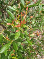 Pimenta haitiensis