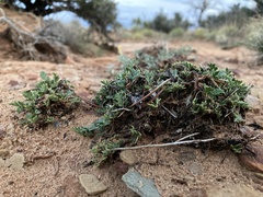 Cymopterus sessiliflorus
