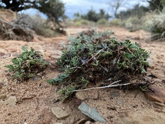 Cymopterus sessiliflorus