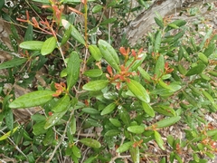Pimenta haitiensis
