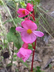 Begonia dealbata