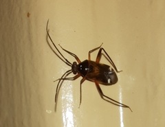 Eustictus