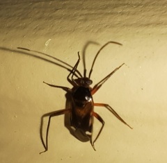 Eustictus