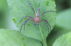 Hamadruas hieroglyphica