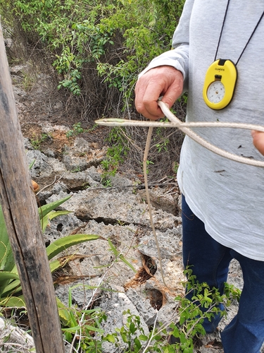Island Pointed Snake