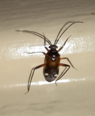 Eustictus