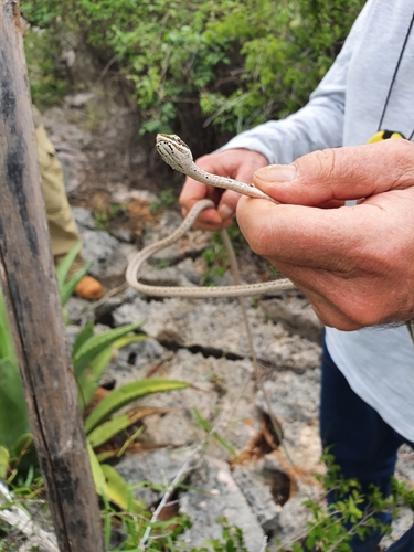 Island Pointed Snake