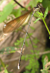 Allocnemis leucosticta