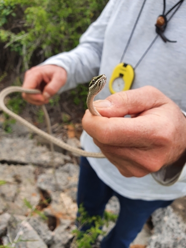 Island Pointed Snake
