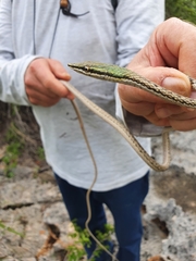 Island Pointed Snake photo 3