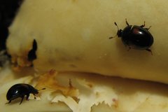 Cyllodes biplagiatus