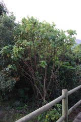 Sparrmannia africana