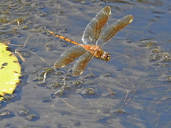 Brachymesia