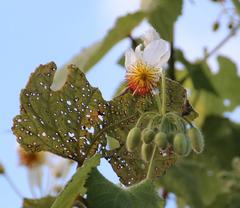 Sparrmannia africana