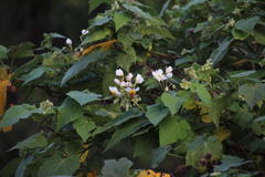 Sparrmannia africana