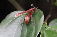 Polistes strigosus