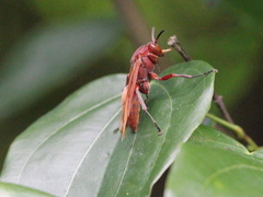 Polistes strigosus